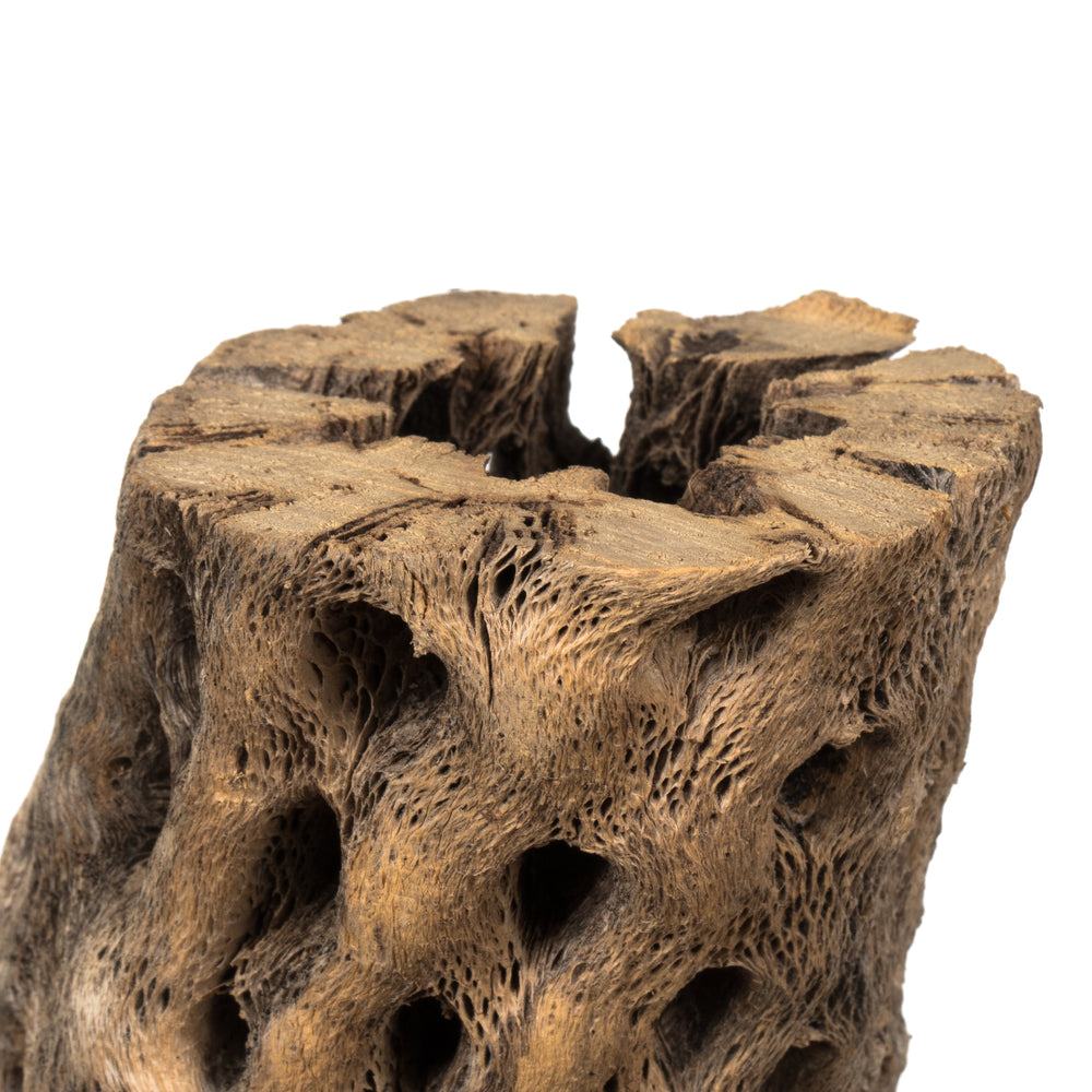 Vickerman 10-12" Natural Cholla Deco Segment 1 piece Dried