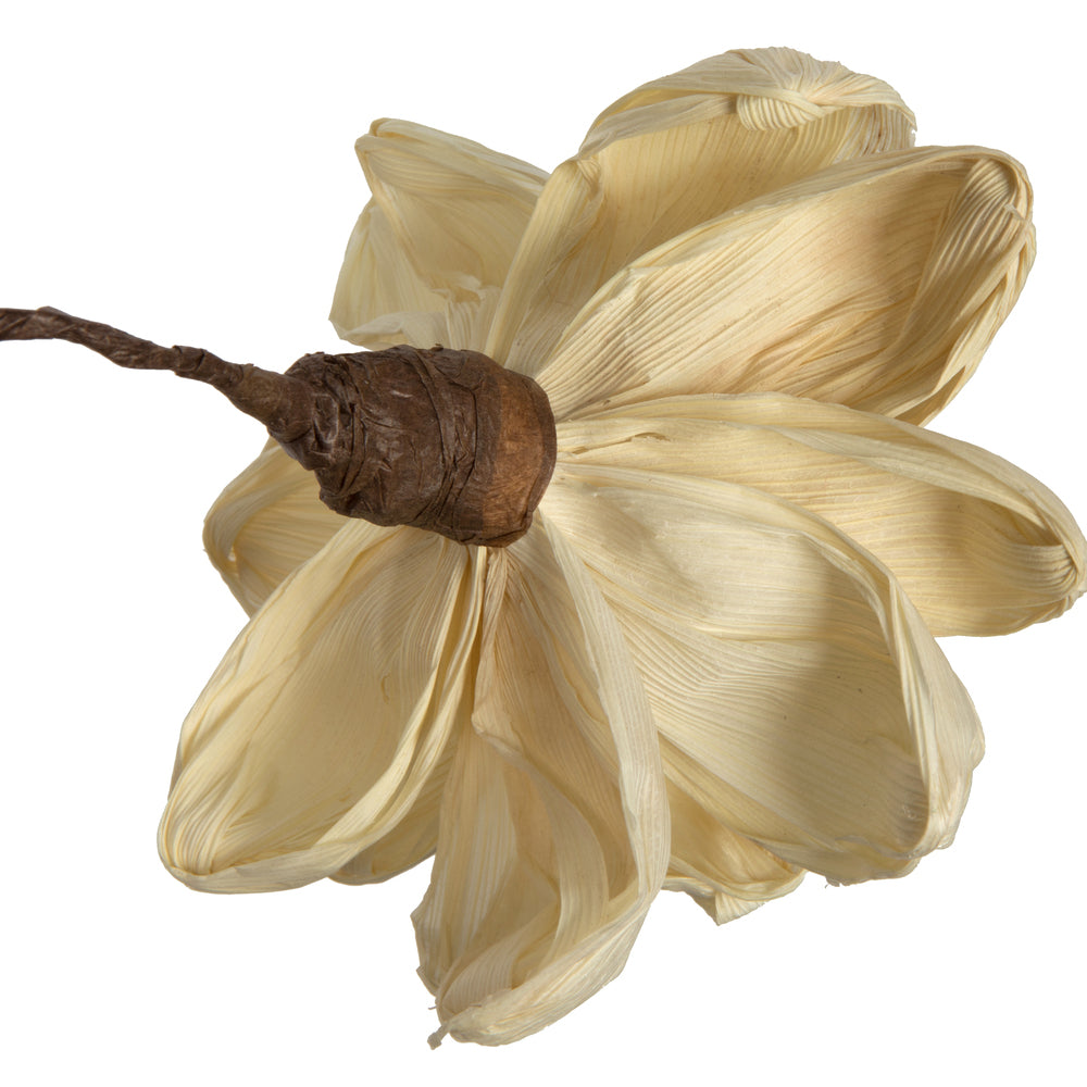Vickerman Natural Botanicals 6" Bleached Maize Dahlia on 18" wire stem- 6 stem/bag. Dried and preserved.