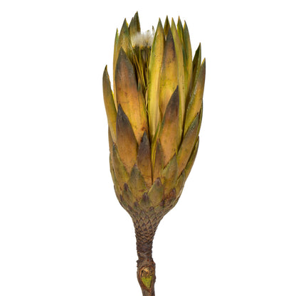 Vickerman 8-12" Basil Repens - Natural Stem - Bulk case 180 pieces Dried