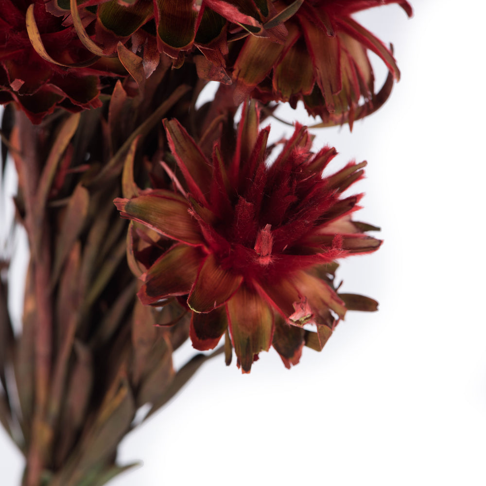 Vickerman 8-20" Red Plumosum Female 8 flower heads per bundle Preserved