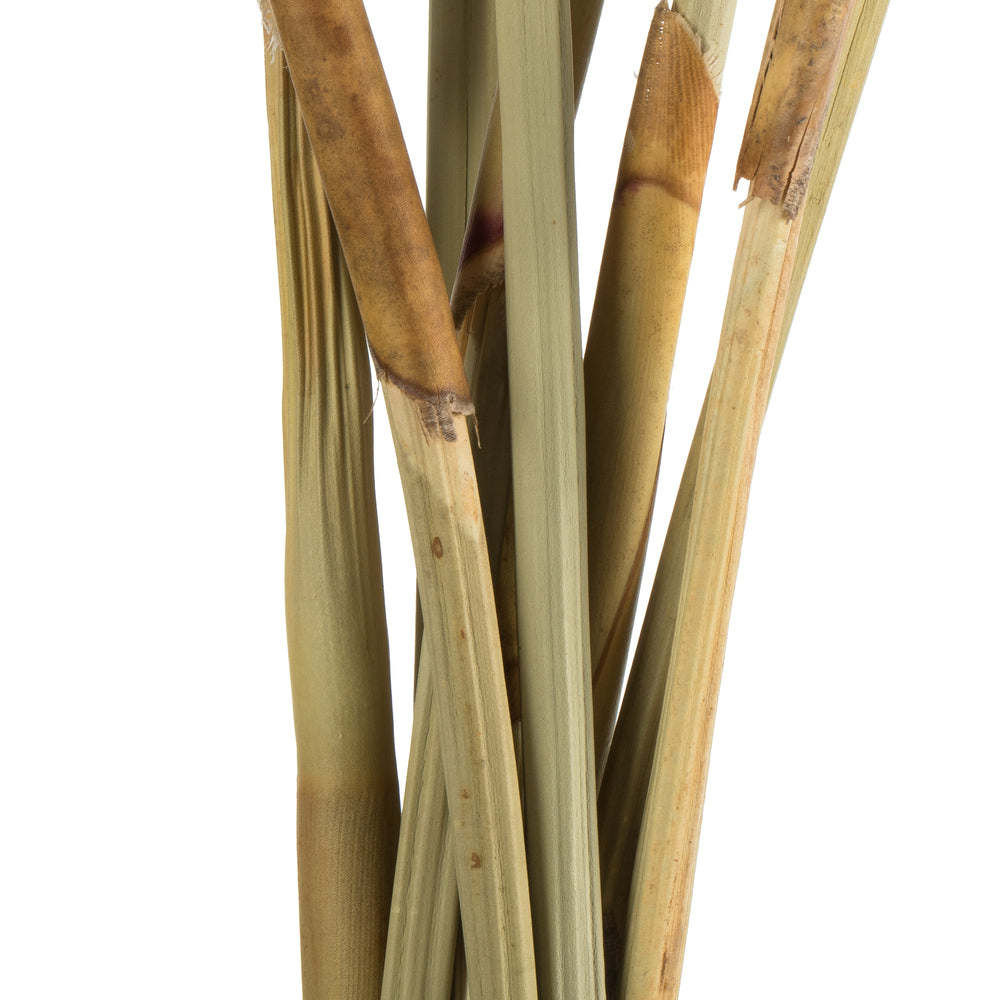 Vickerman 18-24" Natl. Brown Platy Cone on Reed Stem 10 stems Dried