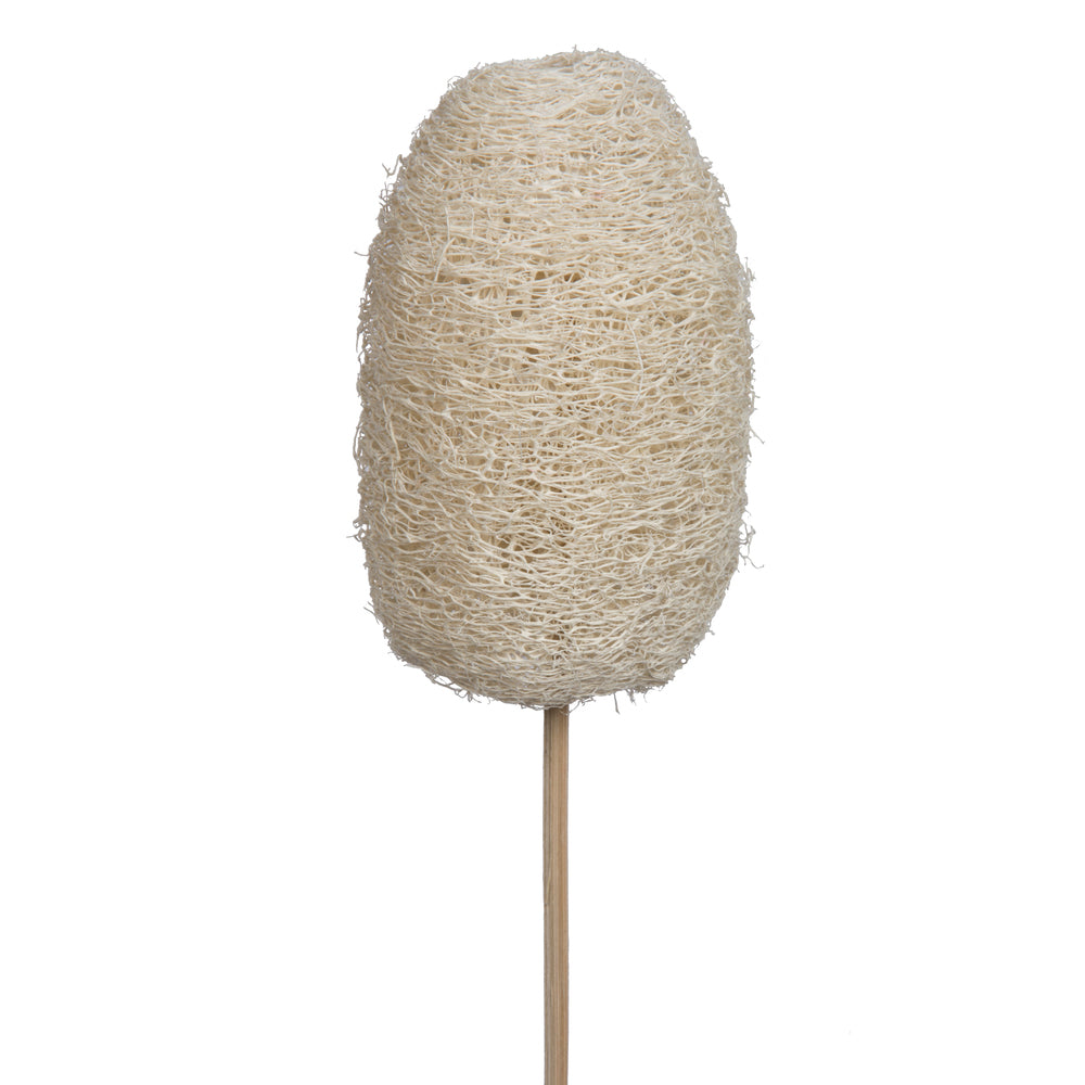 Vickerman Natural Botanicals 20" Luffa on Stem Bleached. Includes 25 Stems per Pack.