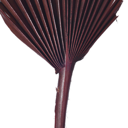 Vickerman Natural Botanicals 15.75 - 19.5" Chocolate Dried Palm Spear 12 per bag.