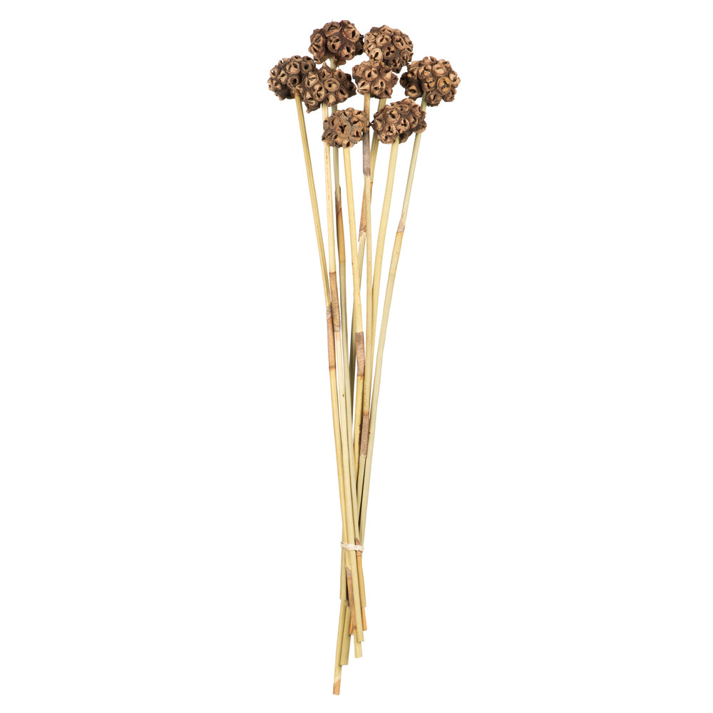 Vickerman 18-24" Natural Spider Knobs on Reed Stem 9 stems Dried