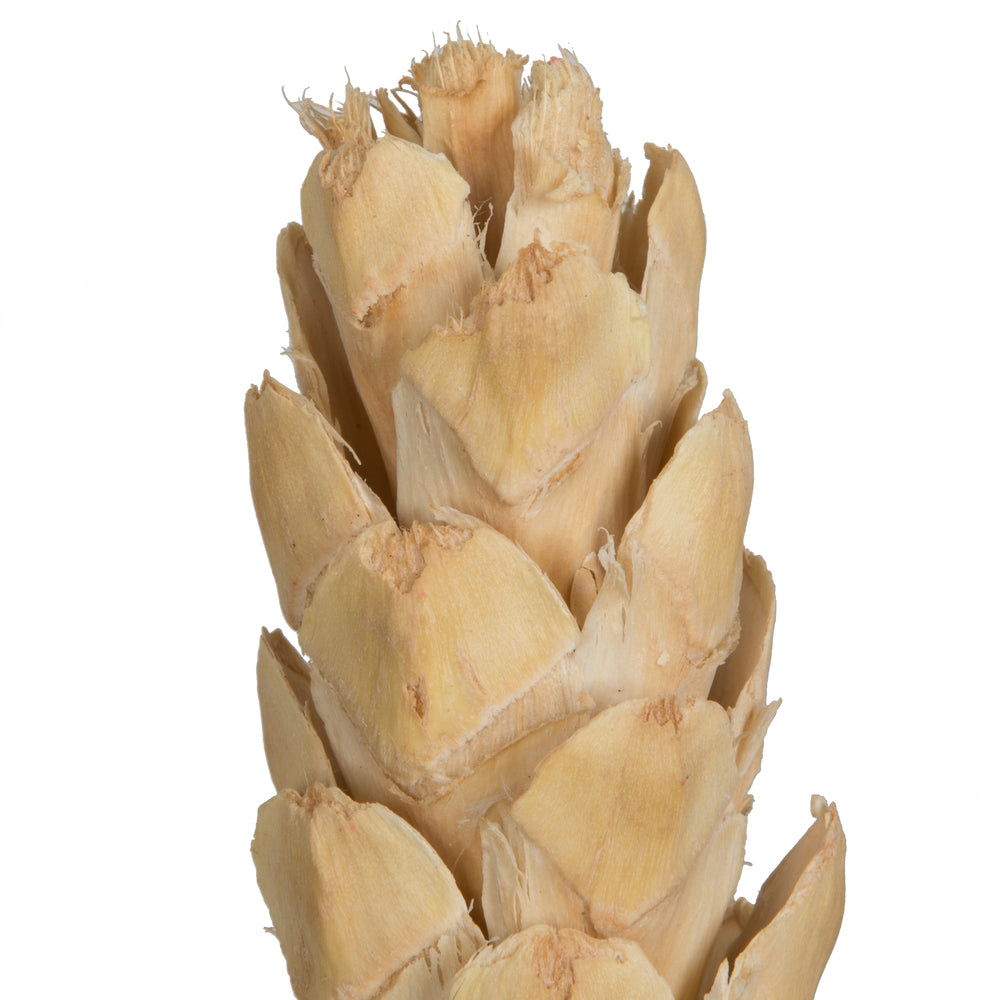 Vickerman Natural Botanicals 10" Strobus Extra Large Bleached. Includes 10 pieces per unit