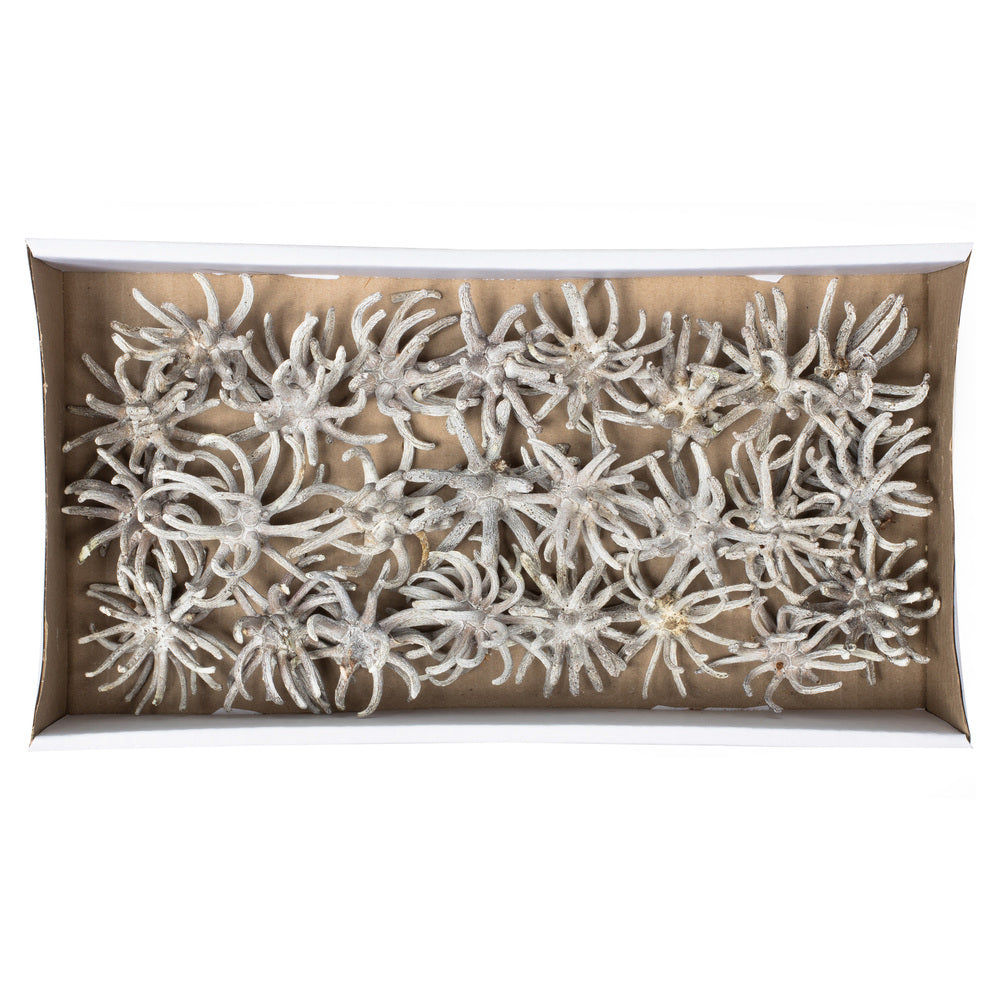 Vickerman 3-4" Frosted White Spider Claws Includes 16-20 pieces per tray Dried