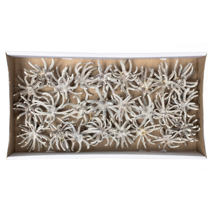 Vickerman 3-4" Frosted White Spider Claws Includes 16-20 pieces per tray Dried