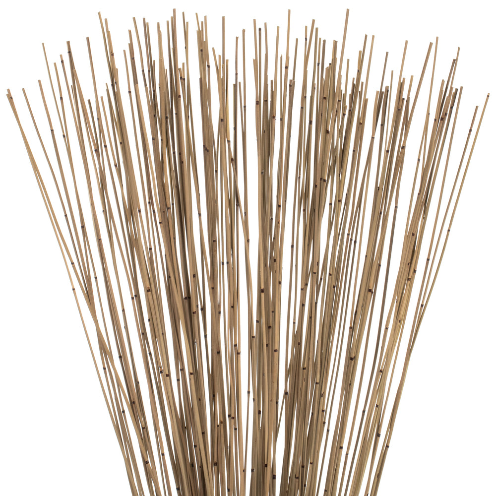 Vickerman 30" Natural Marsh Reed bundle tied with rafia 10 oz Dried