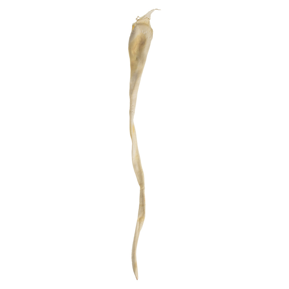 Vickerman 36-38" Bleached Kelp - (Sea Kelp) 1 piece per pack Dried