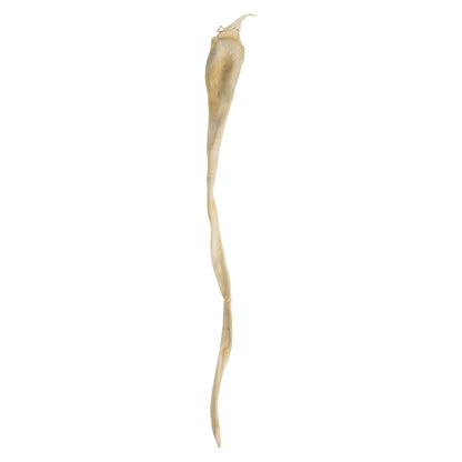 Vickerman 36-38" Bleached Kelp - (Sea Kelp) 1 piece per pack Dried