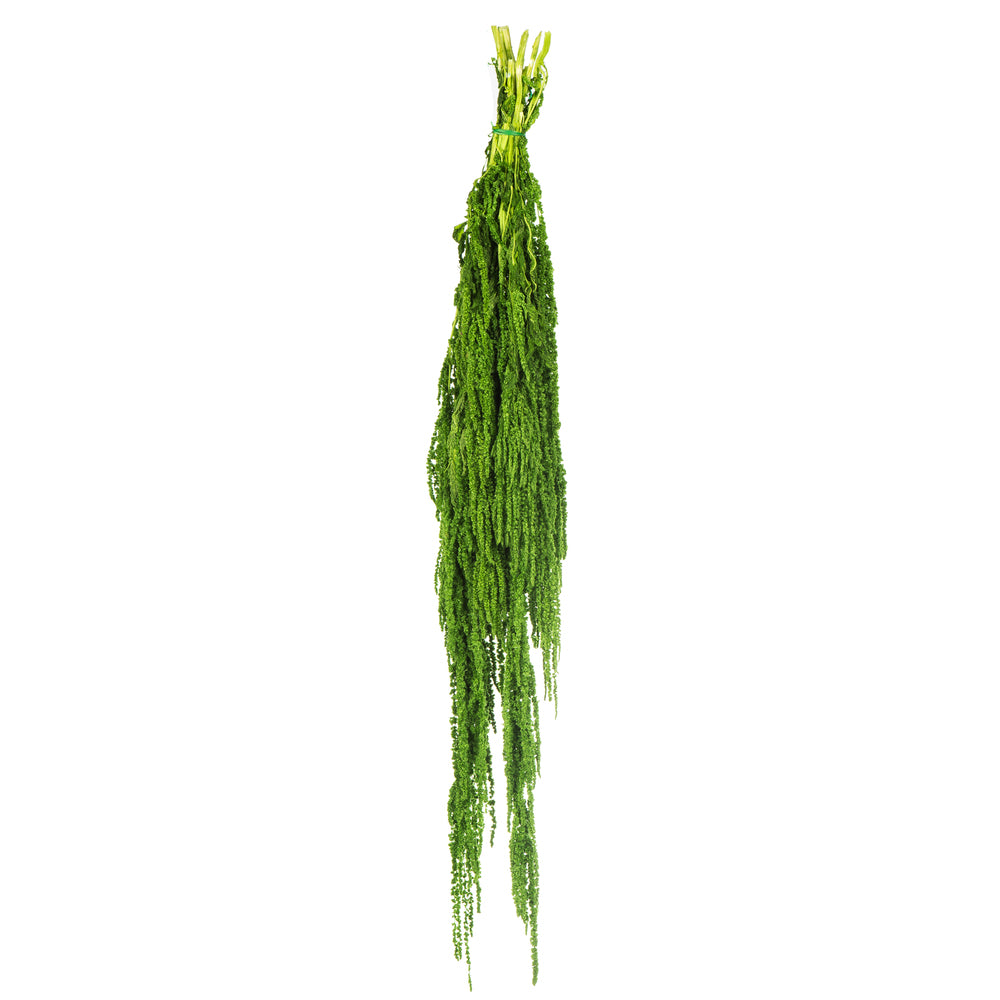 Vickerman 30" Spring Green Amaranthus Bundle Preserved