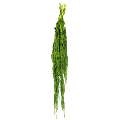 Vickerman 30" Spring Green Amaranthus Bundle Preserved