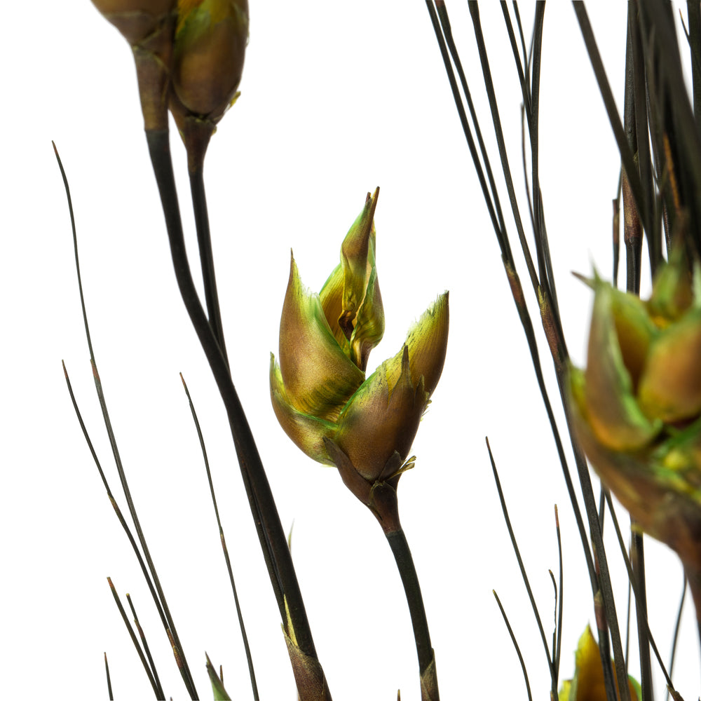Vickerman 36-40" Basil Bell Grass with Seed Pods 8-9 oz Bundle Preserved