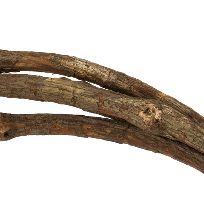Vickerman 95-100" Natural Tranca Vine Coil 1 coil Dried