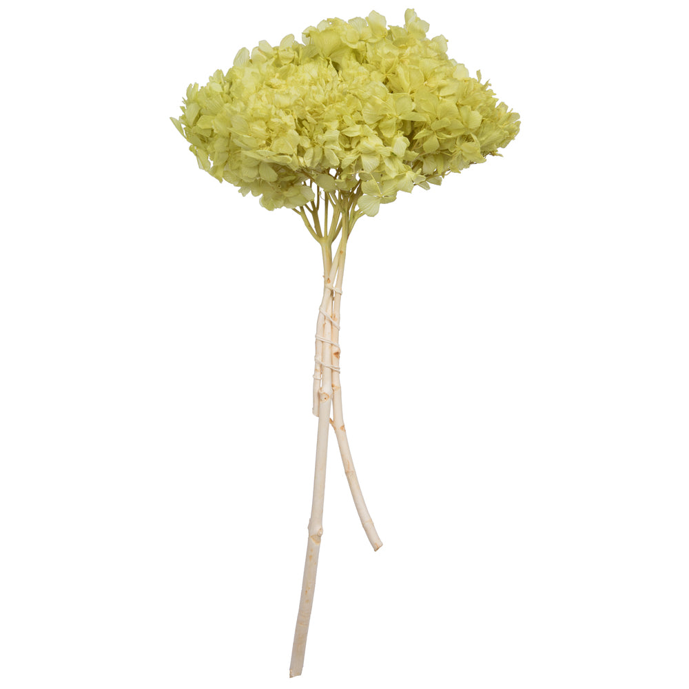 Vickerman 15" Apple Green Hydrangea with Multiple Branch Segments Preserved
