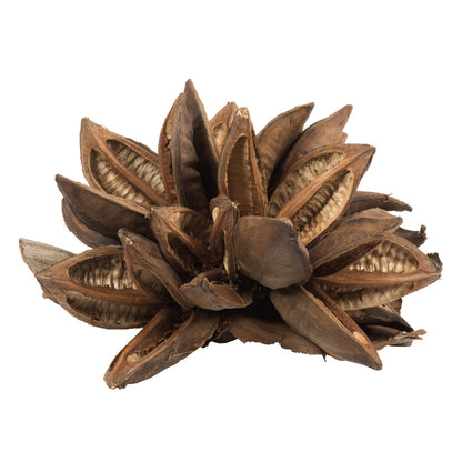 Vickerman 12-16" Natural Star Pod Extra Large