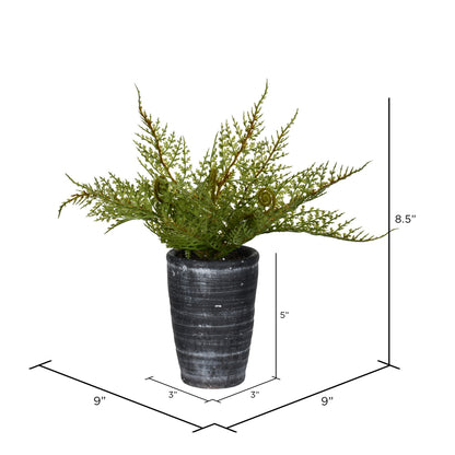 Vickerman 8.5" Artificial Green Potted Asparagus Fern.