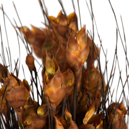 Vickerman 15-20" Short Stem Bell Grass with Autumn Colored Seed Pods. Comes Preserved.