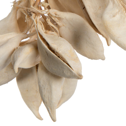 Vickerman Natural Botanicals 3" Brachychiton Bleached 1.1 lb per tray