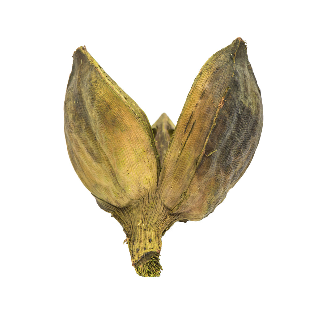 Vickerman 3-4" Basil Sora Pod 250 pieces per bulk case Dried