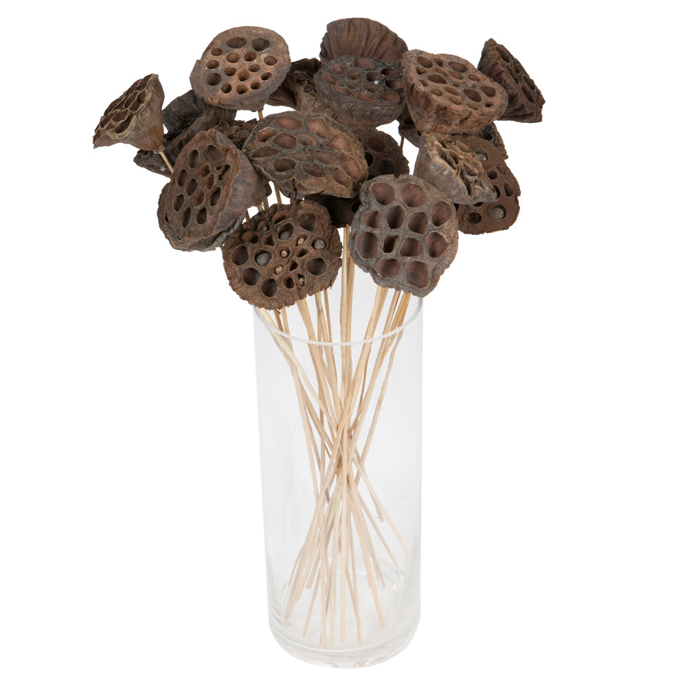 Vickerman Natural Botanicals 20" Lotus Pod Medium on Stem. Includes 50 pieces per Pack.