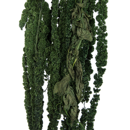 Vickerman 30" Green Amaranthus Bundle Preserved