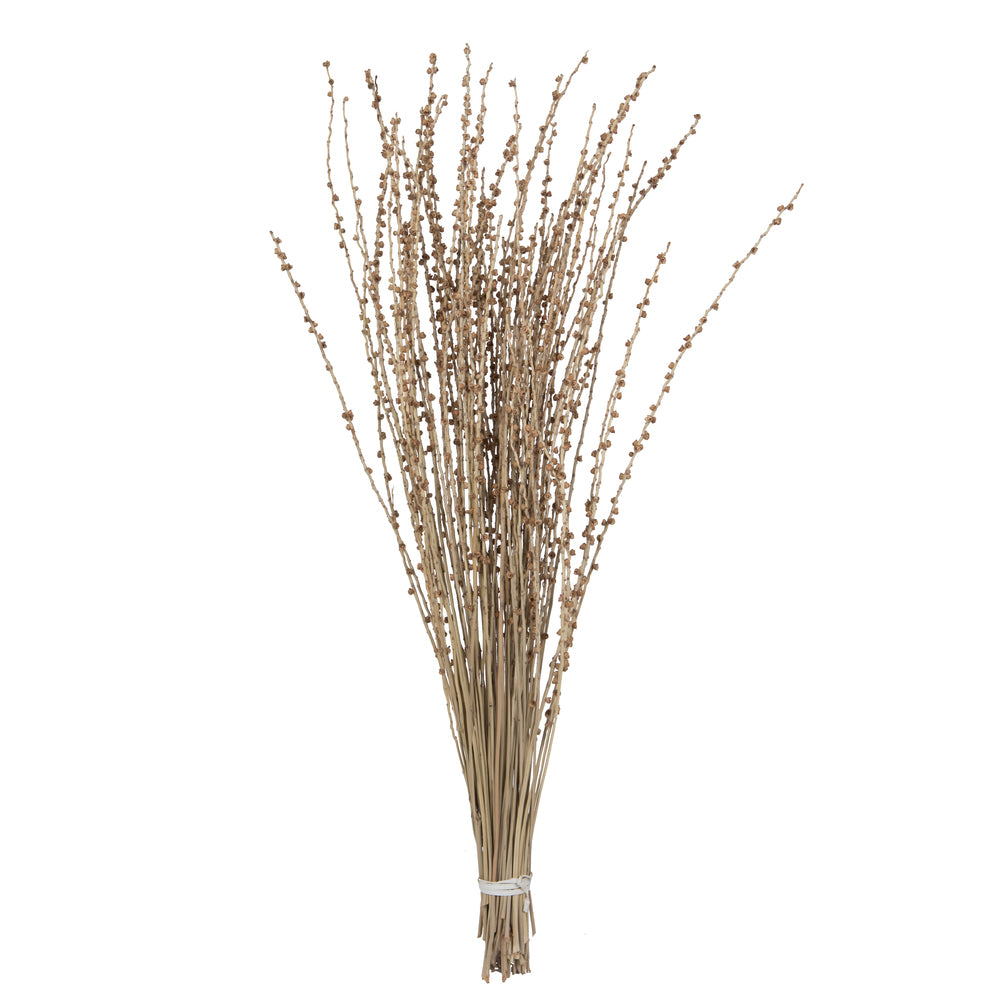 Vickerman 36-38" Natural Deglet Nour Branch Bundle