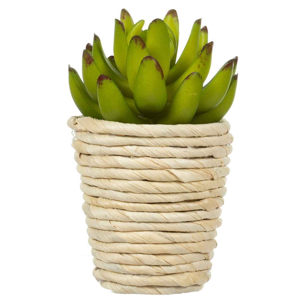 Vickerman 5" and 6" Artificial Assorted Potted Succulents.