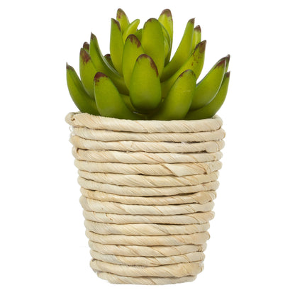 Vickerman 5" and 6" Artificial Assorted Potted Succulents.