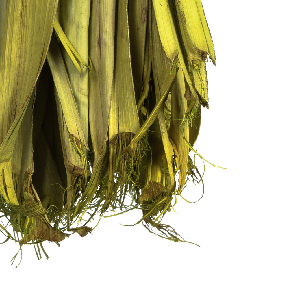 Vickerman 18-23" Basil Coco Palm Leaf Bundle.  Includes 8oz (2 -4oz Bundles) Dried