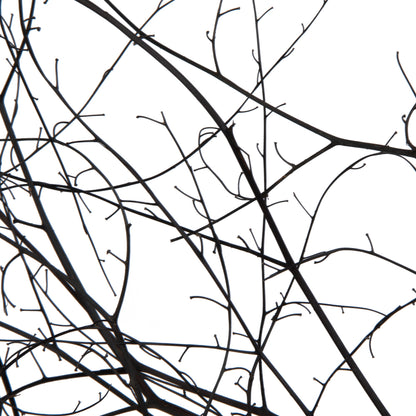 Vickerman 18-20" Natural Brown Skeleton Branch 3 packs (2 per pack) Dried