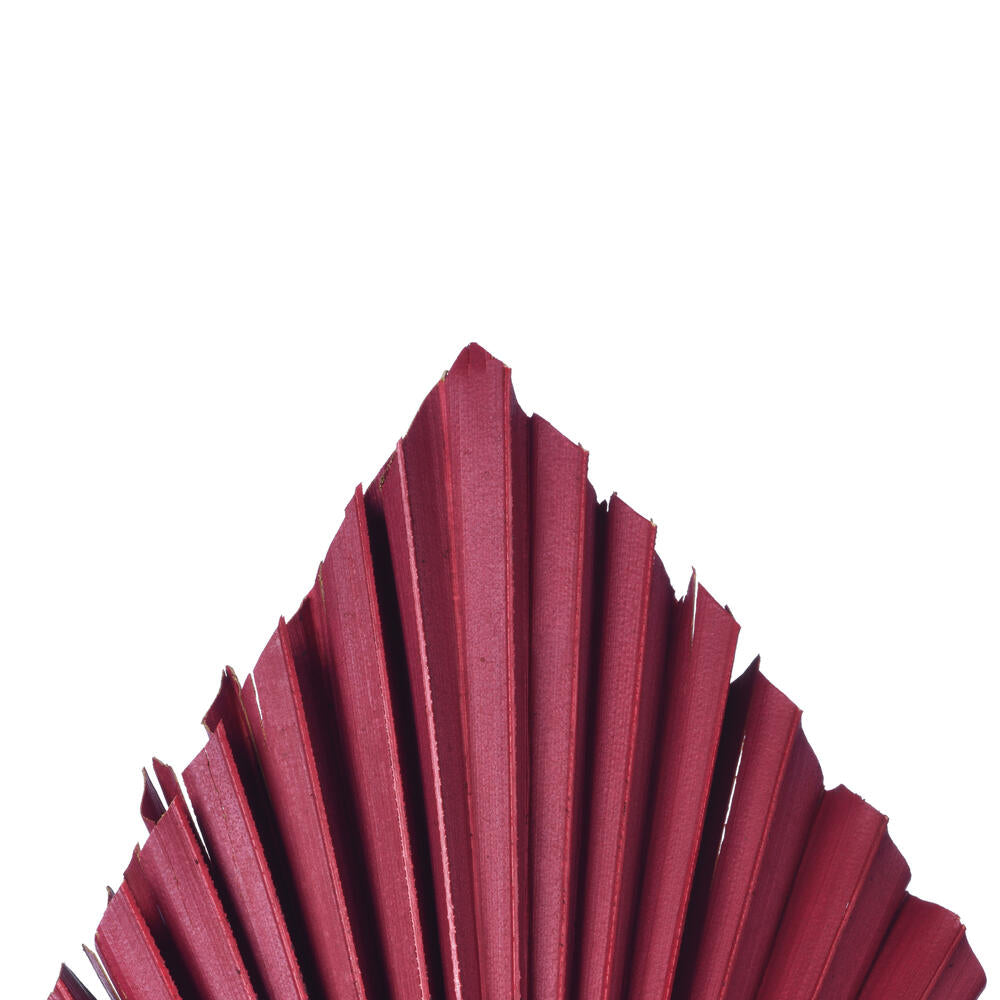 Vickerman Natural Botanicals 15.75 - 19.5" Deep Red Dried Palm Spear 12 per bag.