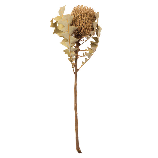 Vickerman 12" Natural Baxteri (Banksia) Flower with Stem. Includes 3 Stems per Pack Dried
