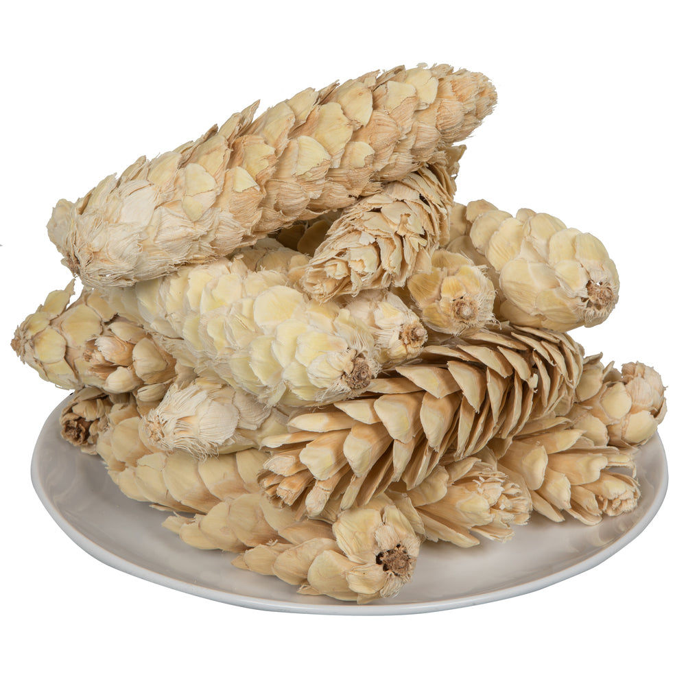 Vickerman Natural Botanicals 5.9" Strobus Medium Bleached. Includes 15 pieces per unit