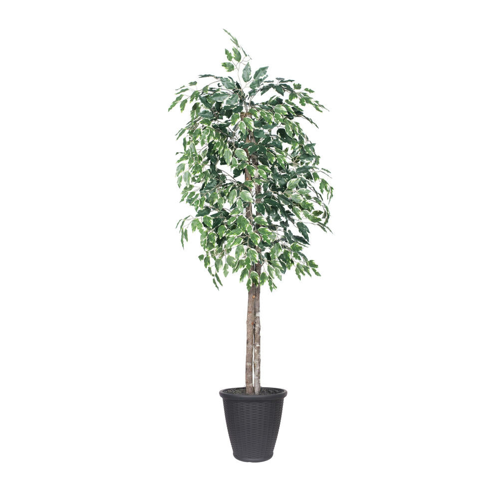 Vickerman 6' Artificial Variegated Ficus Tree Gray Round Plastic Container.