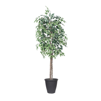 Vickerman 6' Artificial Variegated Ficus Tree Gray Round Plastic Container.
