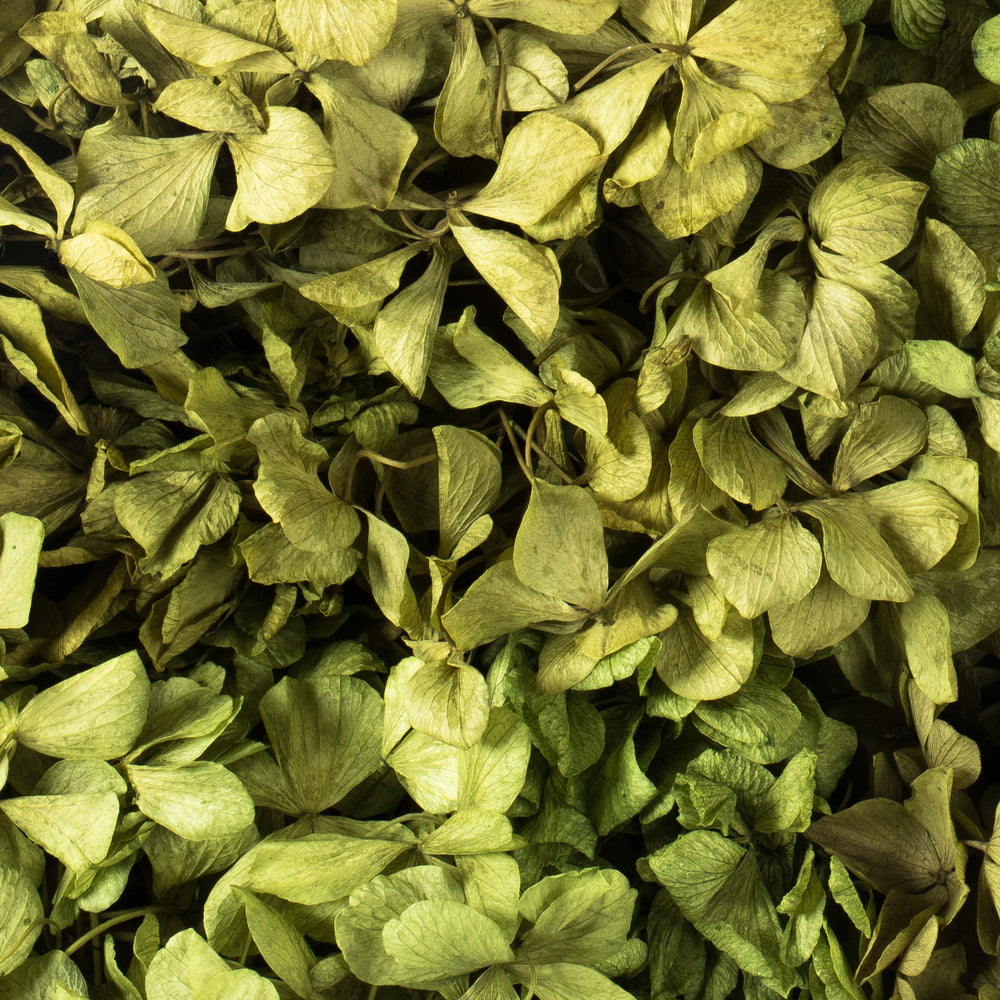 Vickerman 10 x 3 x 21" tray Basil Hydrangea Pieces. Tray multi stem Preserved
