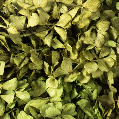 Vickerman 10 x 3 x 21" tray Basil Hydrangea Pieces. Tray multi stem Preserved