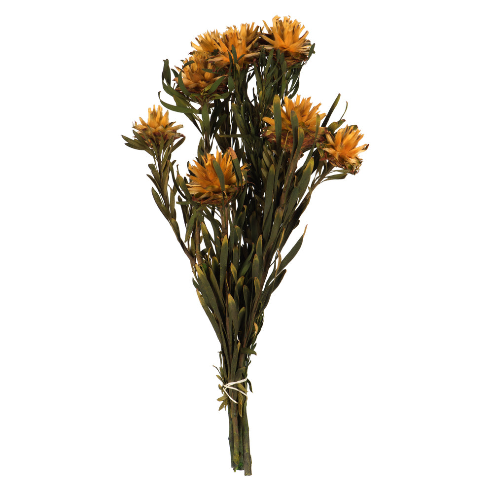 Vickerman 8-20" Autumn Plumosum Female 8 flower heads per bundle Preserved