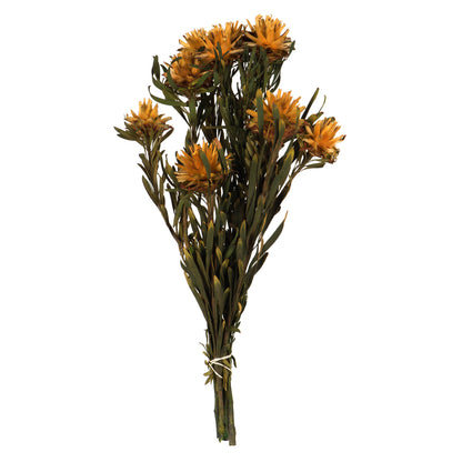 Vickerman 8-20" Autumn Plumosum Female 8 flower heads per bundle Preserved