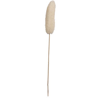 Vickerman Natural Botanicals 20" Luffa on Stem Bleached. Includes 25 Stems per Pack.