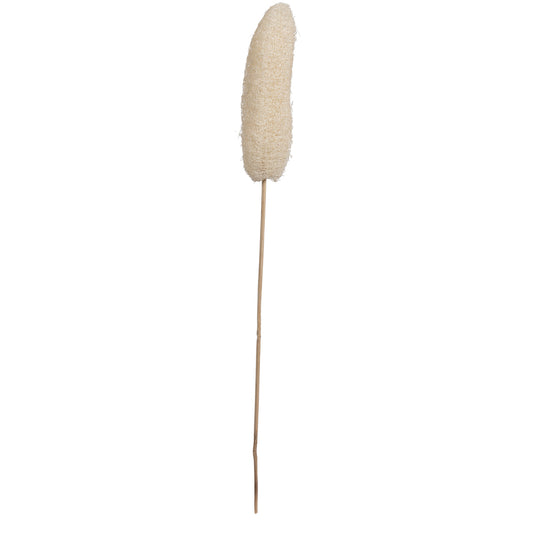 Vickerman Natural Botanicals 20" Luffa on Stem Bleached. Includes 25 Stems per Pack.