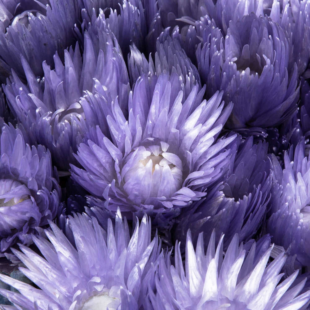 Vickerman 13-14" Light Purple Everlasting Flowers approximately 23 blooms Dried