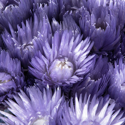Vickerman 13-14" Light Purple Everlasting Flowers approximately 23 blooms Dried