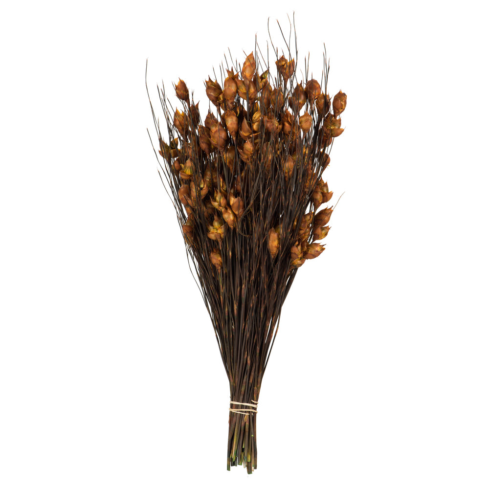 Vickerman 15-20" Short Stem Bell Grass with Autumn Colored Seed Pods. Comes Preserved.