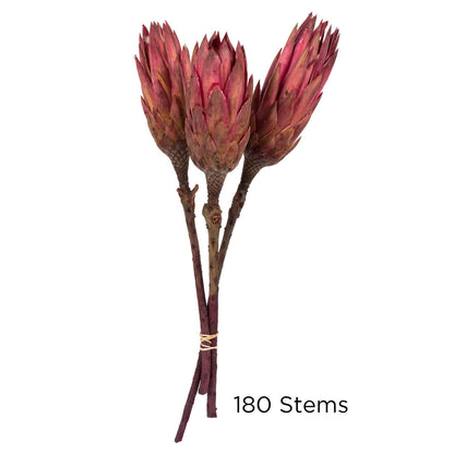 Vickerman 8-12" Erica Pink Repens - Natural Stem - Bulk case 180 pieces Dried