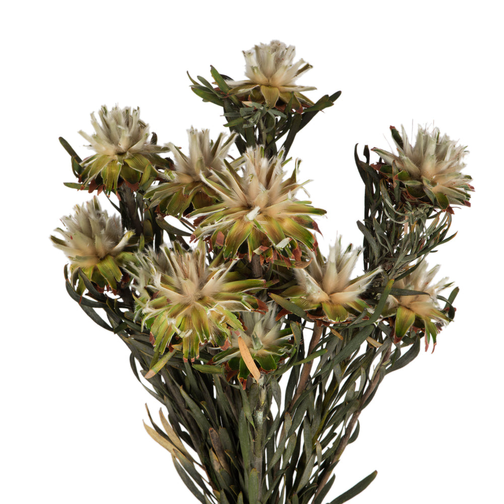 Vickerman 8-20" Natural Plumosum Female 8 flower heads per bundle Preserved