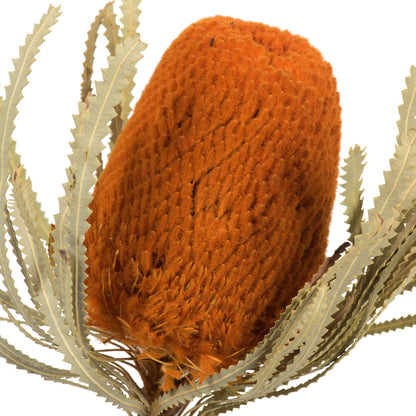 Vickerman 12" Jumbo Autumn Banksia Flower with Stem. Includes 3 Stems per Pack. Dried