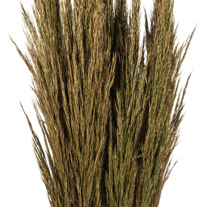 Vickerman 36" Natural Green Plume Reed Bundle (15-20 stems) Preserved