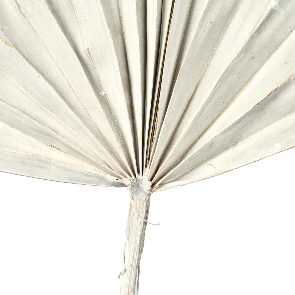 Vickerman Natural Botanicals 13.75 - 19.5" White wash Dried Palm Sun Spear 12 per bag.
